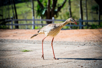 Pássaro Seriema caminhando em fazenda procurando comida. Família de aves Cariamidae. As seriemas são aves territoriais grandes, de pernas e pescoços longos.