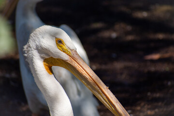 American white pelican side profile