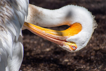 American White Pelican preening its feather close up