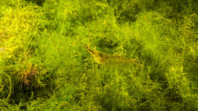 Shrimps on the seabed (Palaemon adspersus) commonly called Baltic prawn, Black sea