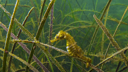 Short-snouted seahorse (Hippocampus hippocampus) in the thickets of sea grass Zostera. Black Sea....