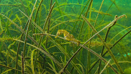 Short-snouted seahorse (Hippocampus hippocampus) in the thickets of sea grass Zostera. Black Sea. Odessa bay.