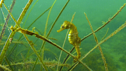 Short-snouted seahorse (Hippocampus hippocampus) in the thickets of sea grass Zostera. Black Sea. Odessa bay. - obrazy, fototapety, plakaty