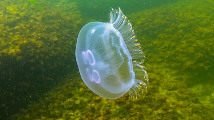 Black Sea fauna. Aurelia aurita (moon jelly, moon jellyfish, common jellyfish, or saucer jelly) © Oleg Kovtun