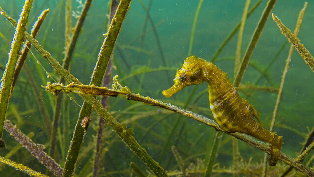 Short-snouted seahorse (Hippocampus hippocampus) in the thickets of sea grass Zostera. Black Sea. Odessa bay.
