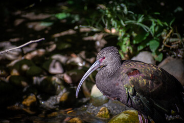 Shorebird resting by a stream in the woods