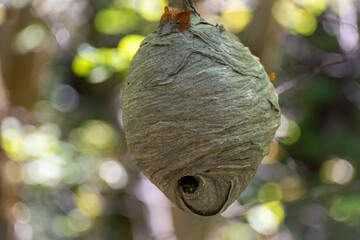 Big wasp nest hanging off a tree in the woods