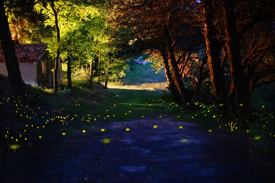 Fireflies flying in the night over a country road