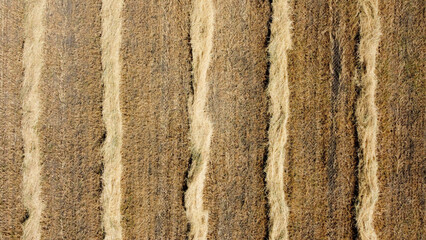 Parallel lines made of cut dead grass run vertically through the frame.  