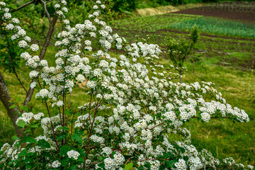 Bush of blossoming germander meadowsweet in May
