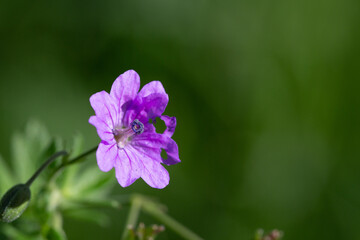 Obraz premium Géranium molle