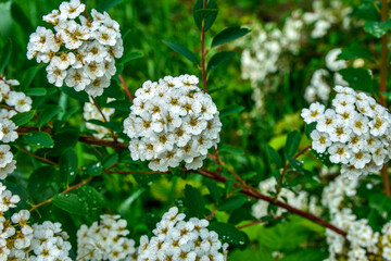Bush of blossoming germander meadowsweet in May