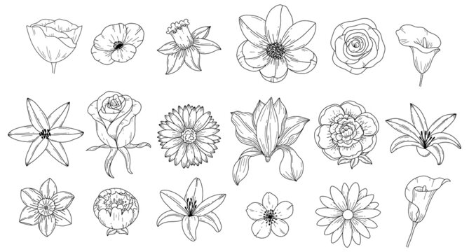 Different types of Flowers drawing easy| How to draw 6 different types  Flowers| Flower Chart drawing - YouTube