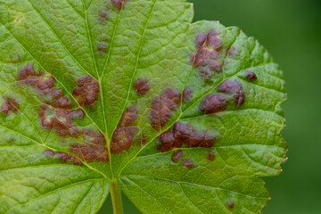 Leaf of red currant bush infected with pests -gallic aphid (Capitophorus ribis, Aphidoidea) Aphids absorb the sap of the plant, the leaves deform, reddish, raised spots form on the leaves. Plant pests