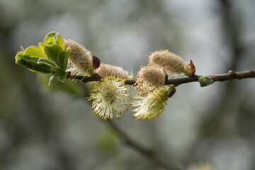 Pussy willow catkins close up with blurry background