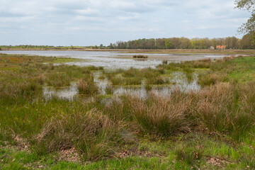wetlands in buurse in holland with cloudy sky background