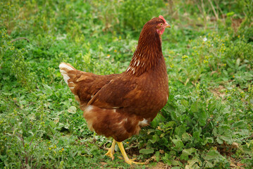 chicken on the grass