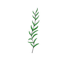 Minimalist hand drawn plants