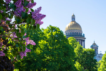 Blooming lilac against the background of the domes of St. Isaac's Cathedral in St. Petersburg, Russia