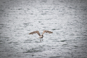 seagull in flight