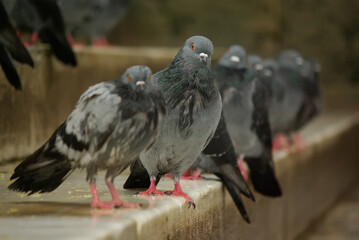 Fototapeta premium pigeon in the city