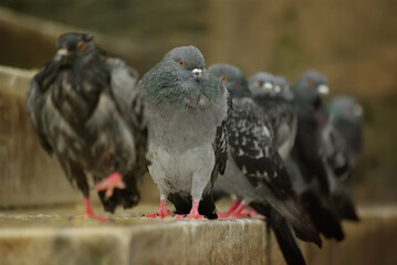 Fototapeta premium pigeon on the ground