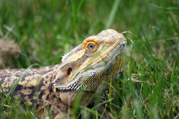 Obraz premium Bearded Dragon in nature