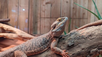 lizard on a tree