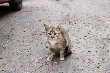 Stray gray cat by the car wheel
