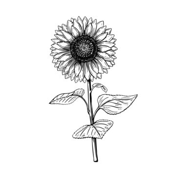 Hand drawn black sketch sunflower for decorative design. Illustration vector graphic. Design element. Watercolor Vintage floral outline drawing.