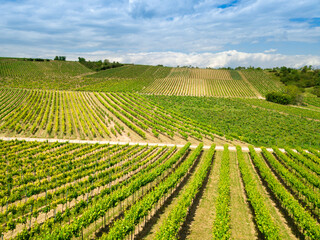 Fototapeta na wymiar Aerial drone view of vineyards in Rheinhessen close to Harxheim, Germany