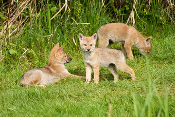 Three young coyote pups in grass on a spring day