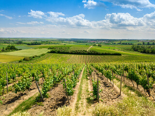 Rows of grapes growing at a vineyard in Harxheim, Rheinhessen Germany