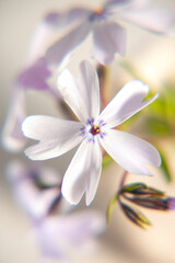 Fototapeta na wymiar Small Spring Bloom