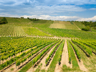 Fototapeta na wymiar Rows of grapes growing at a vineyard in Harxheim, Rheinhessen Germany