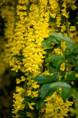 Blooming yellow acacia tree