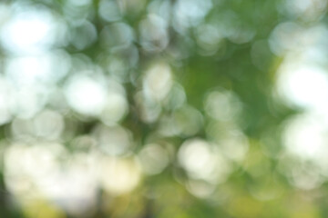 Abstract natural blurred light blue and green background with bokeh