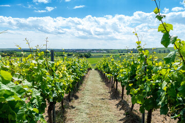 Fototapeta na wymiar Rows of grapes growing at a vineyard in Harxheim, Rheinhessen Germany