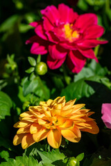 a pair of blooming flowers from a pair of potted plants on sale in a local market in Marbella 