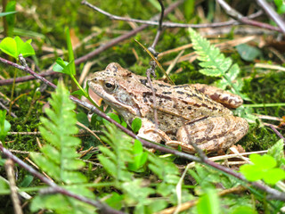  small brown frog is sitting in the forest
