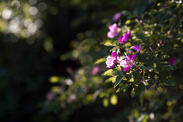 Banner. A rosehip flower (Rosa canina) blooms on a green background in the park. Flowers at sunset. Radiance from the sun. Close-up. Beautiful bokeh in the background.