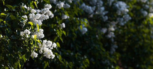 Banner. Delicate white lilac blooms in the park. Flowers at sunset. The glow from the sun. Close-up. Beautiful bokeh in the background.