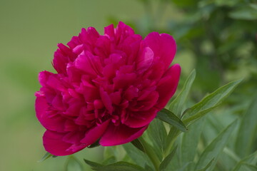 kwiat piwonii