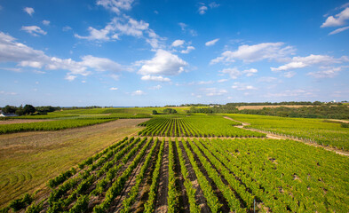 Fototapeta na wymiar Vignoble e, France, vigne au soleil avant les vendanges.