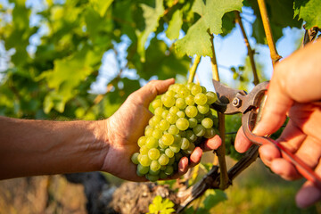 Vendanges dans les vignes en France, viticulteur récoltant le raisin. - 509443004