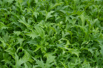 家庭菜園の水菜