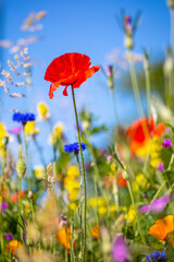 Fototapeta premium Fleur de printemps sous le soleil dans un petit jardin.