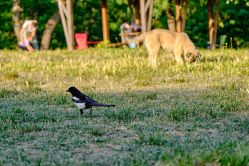 a bird walks, black crow, on a farm and selective focus animal dog, picnic people makes picnic.