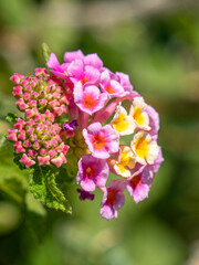 Colorful flowers with the background out of focus during a sunny day