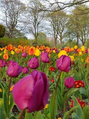 Kwiaty tulipany w Bitts Park w Carlisle